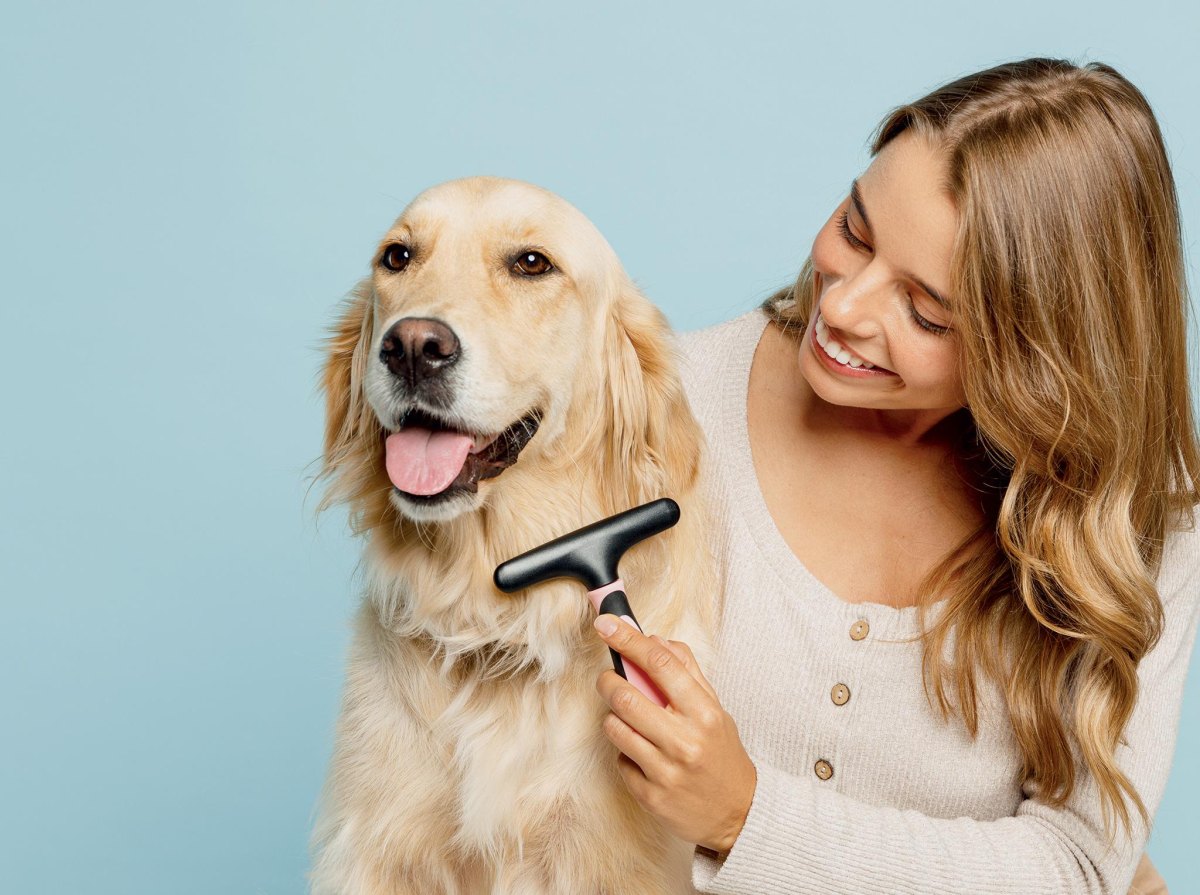 Owner safely using grooming rake on dog