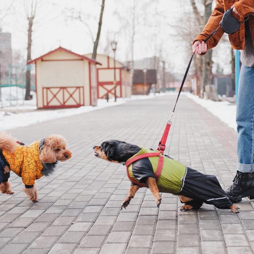 Dog reacting to walking trigger