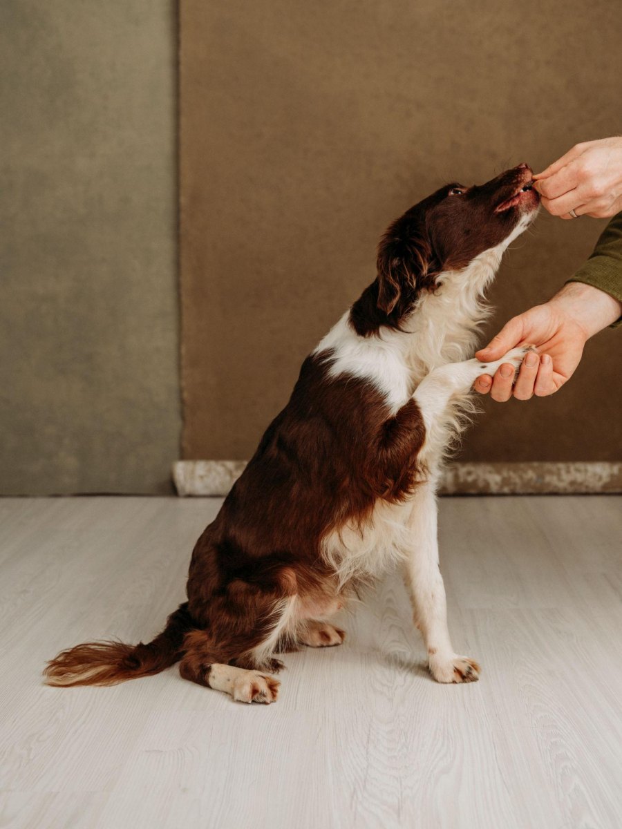 Dog rewarded after training trick