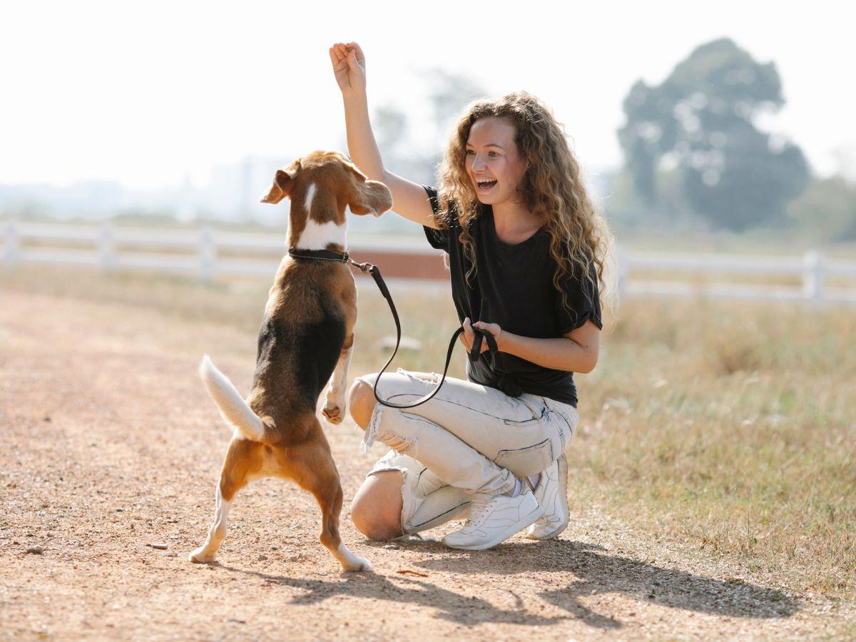 Happy dog performing trick outdoors