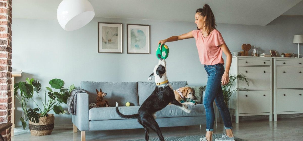 Dog playing indoor fetch alternative