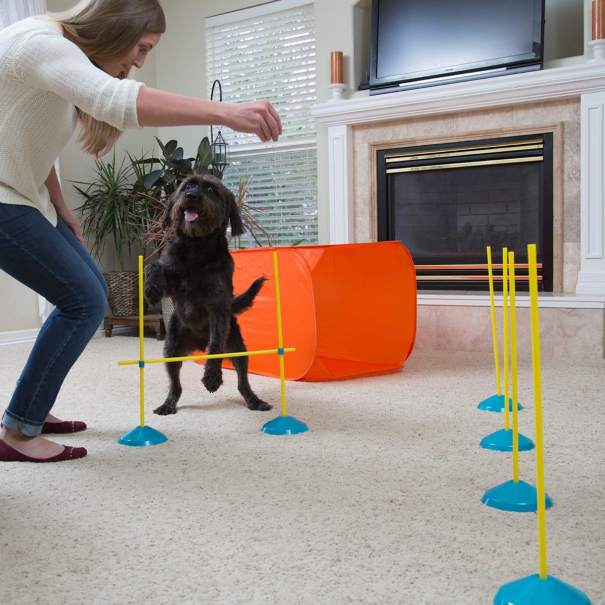 Dog indoor obstacle course training