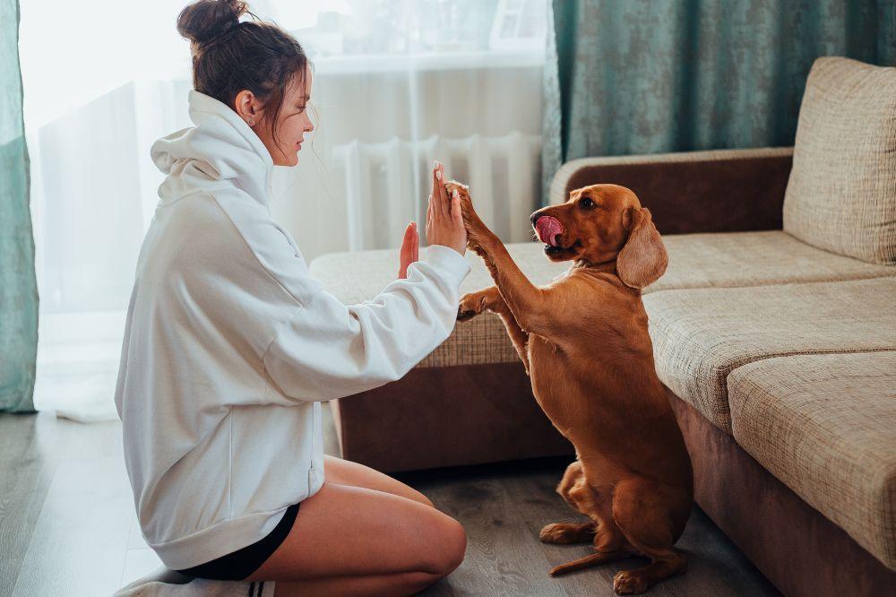 Dog bonding with owner indoors