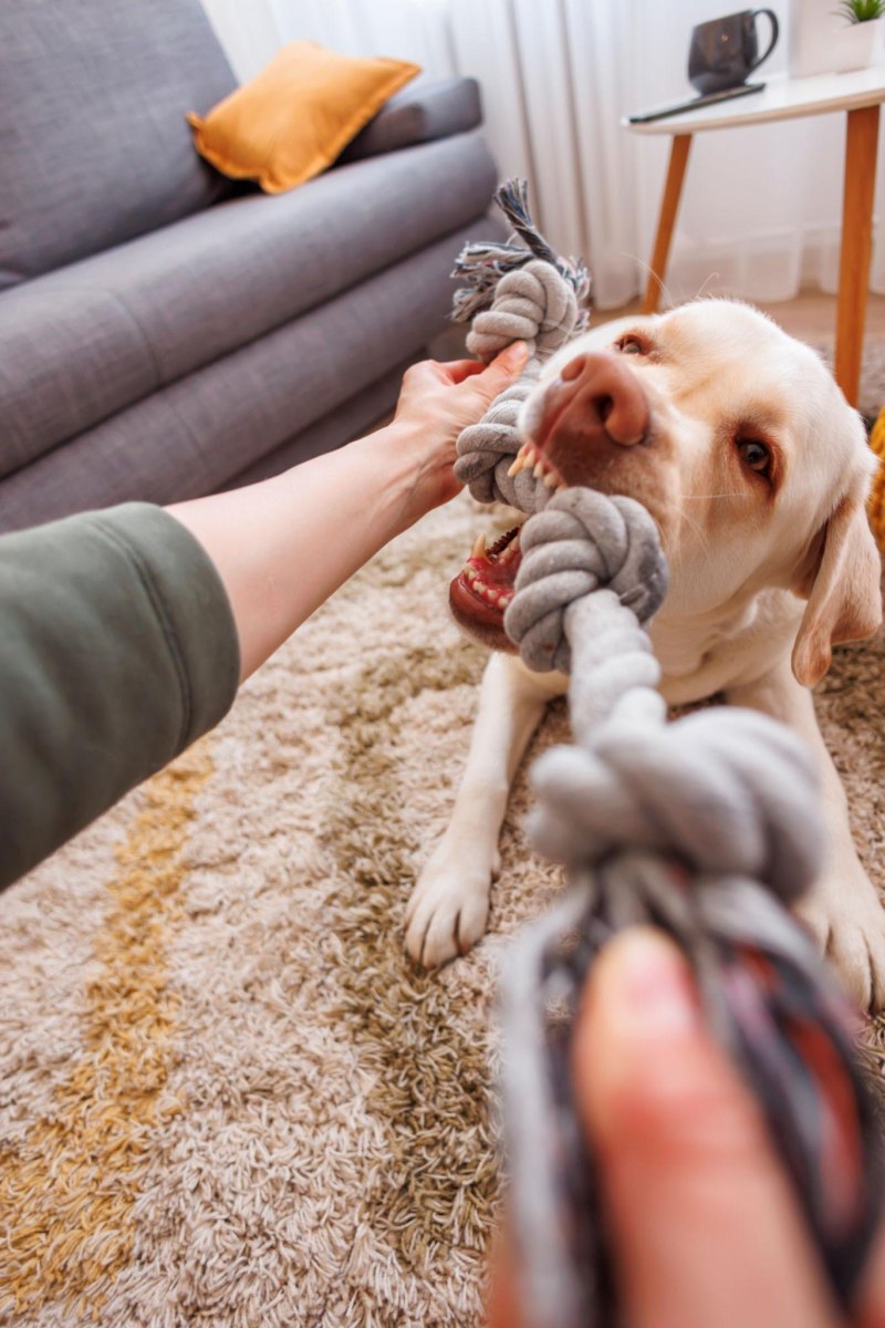 Dog playing tug indoors