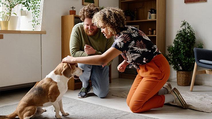 Dog meeting person with gentle greeting
