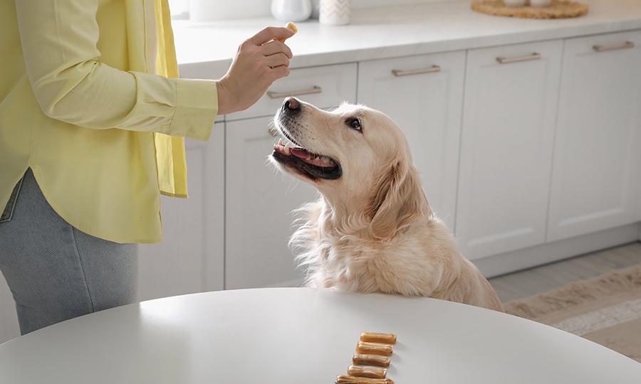 How to Train a Dog to Respond Reliably to Leave It