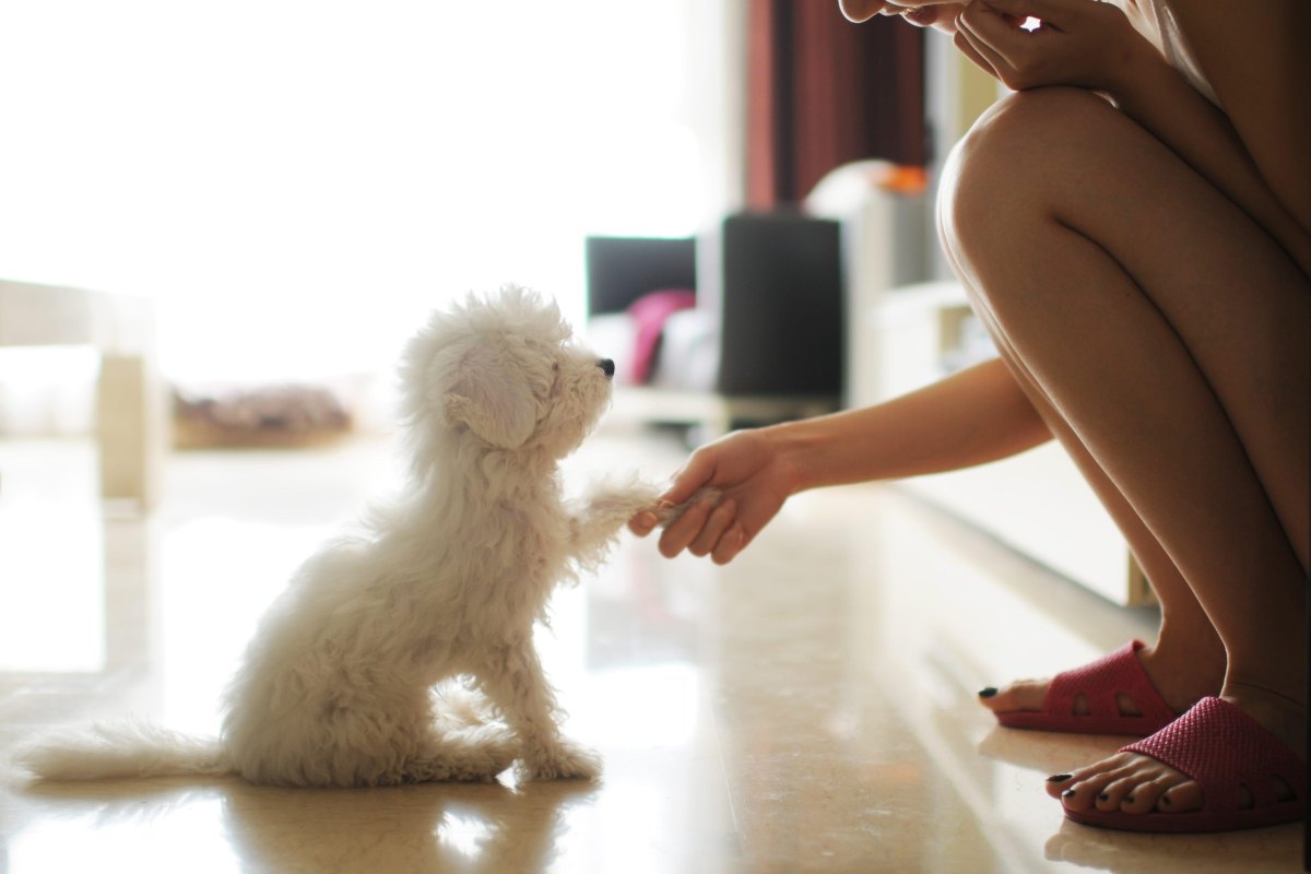 Puppy shaking paw
