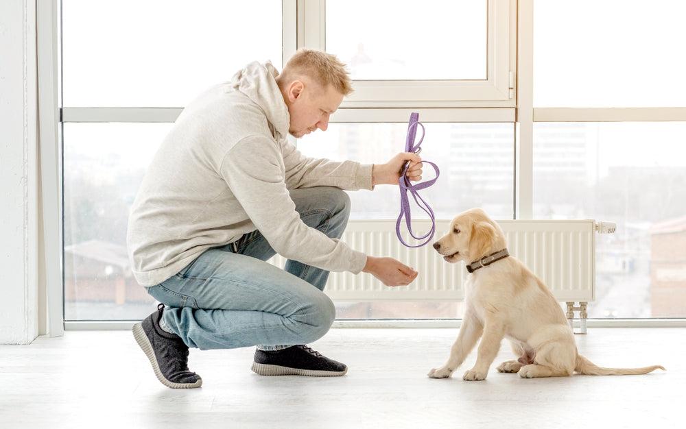Happy puppy enjoying a short leash training session