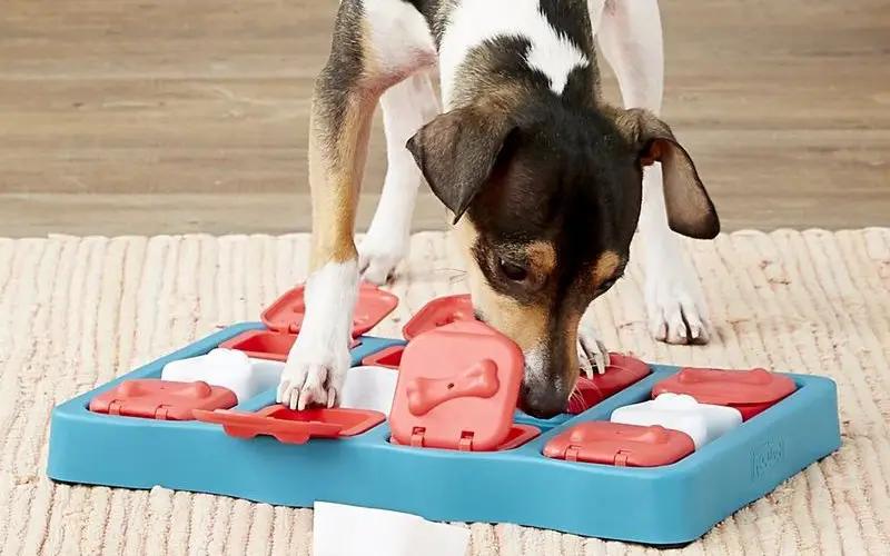Dog playing with enrichment toy