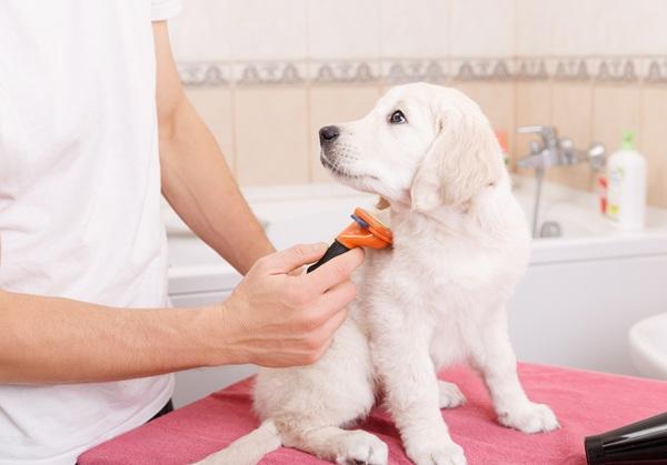 Puppy being brushed