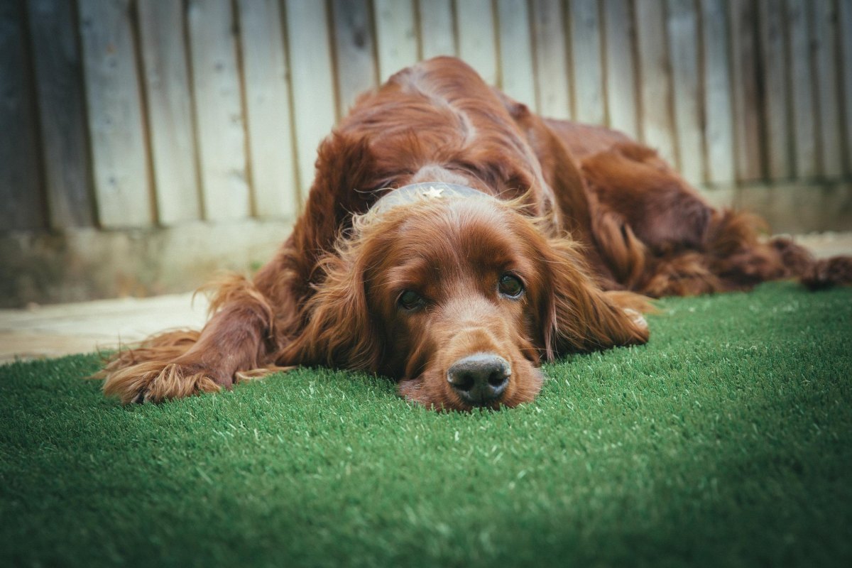 Dog taking break from training