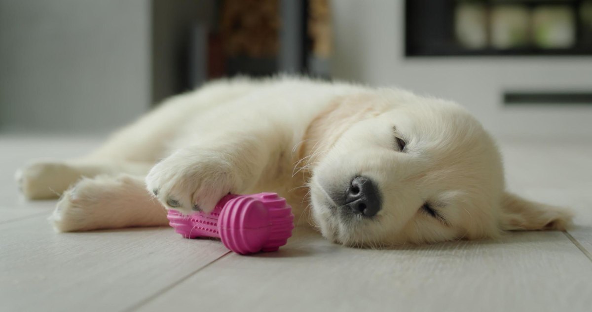 Puppy resting after play session