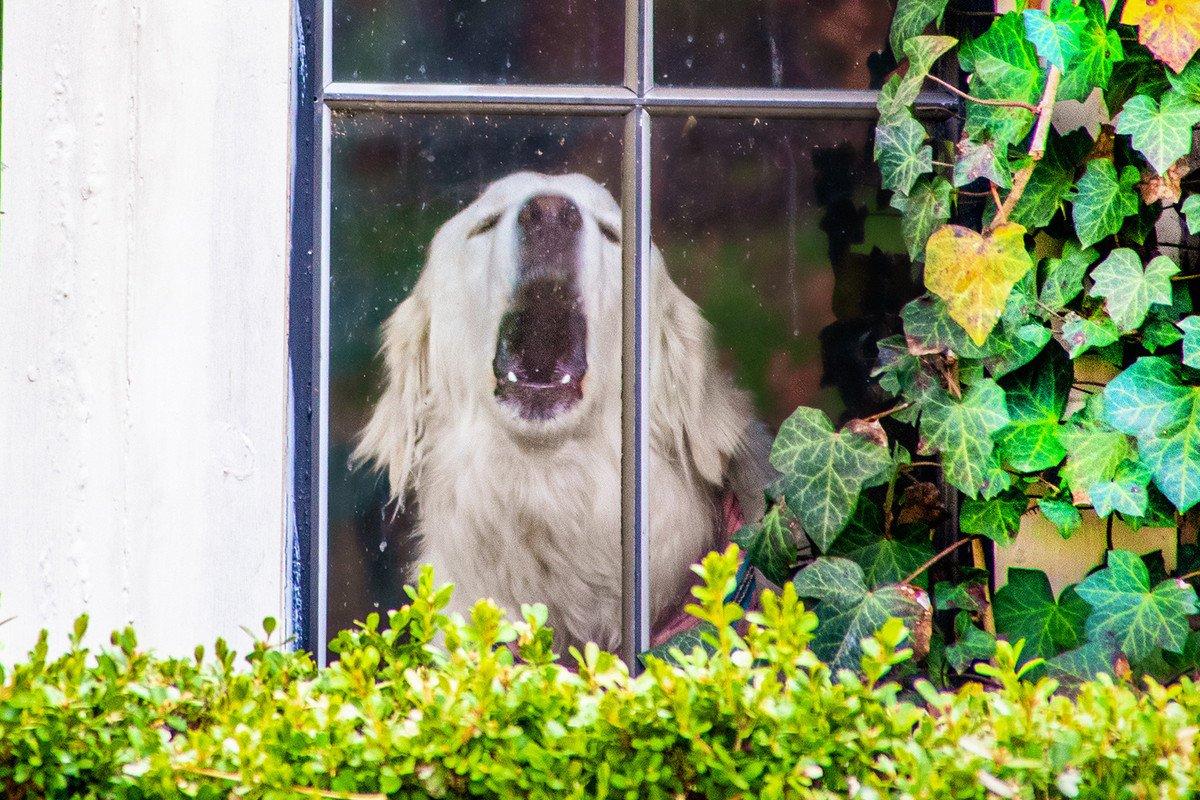Dog looking through window