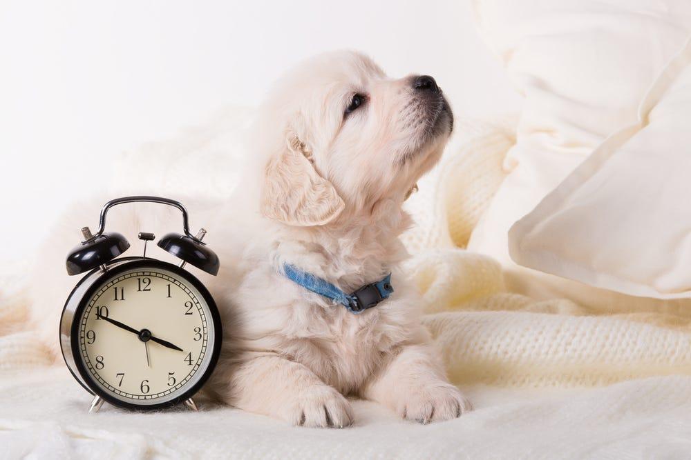 New Puppy Schedule for a Happy Daily Routine