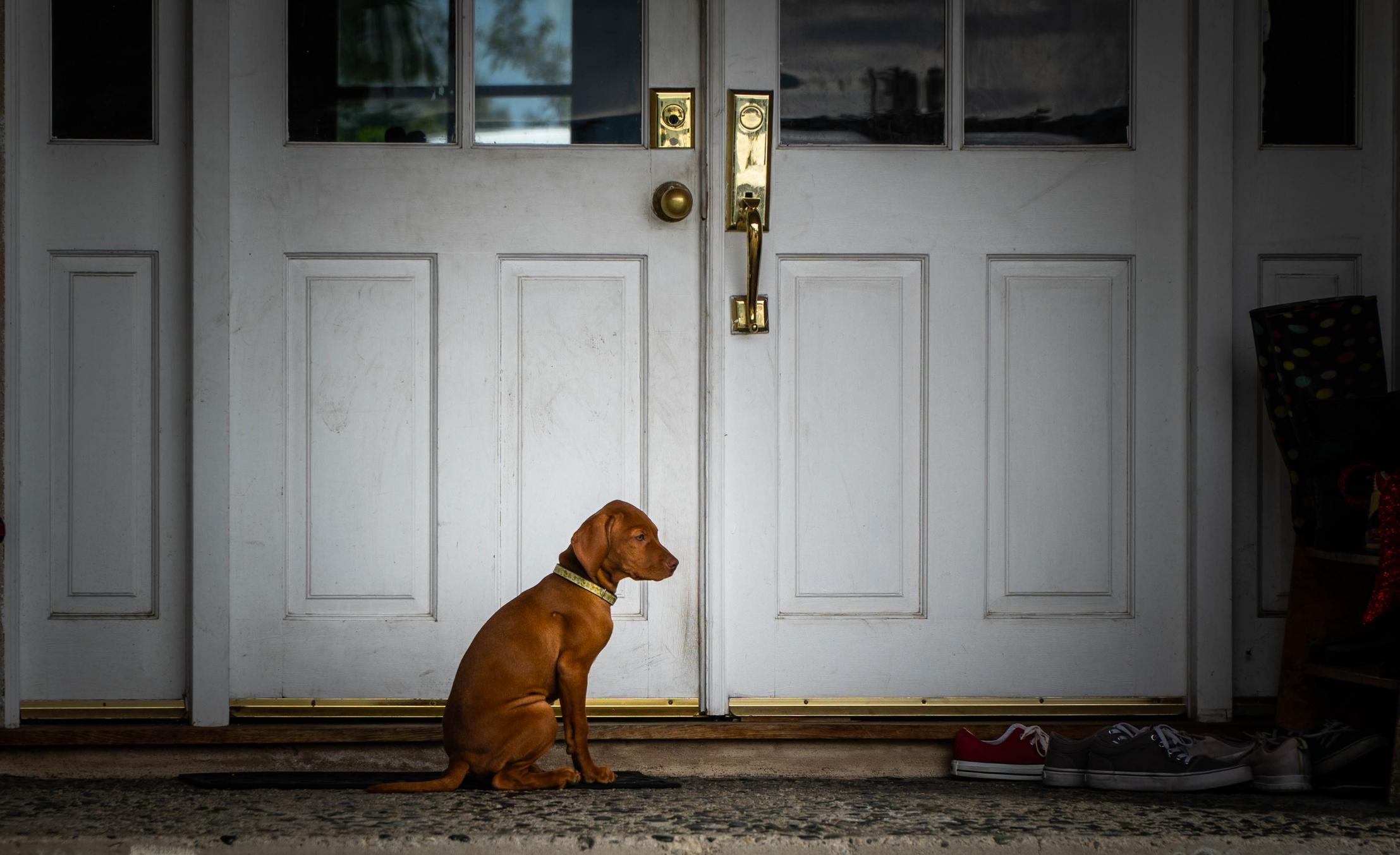 Dog waiting by a door while learning separation anxiety skills