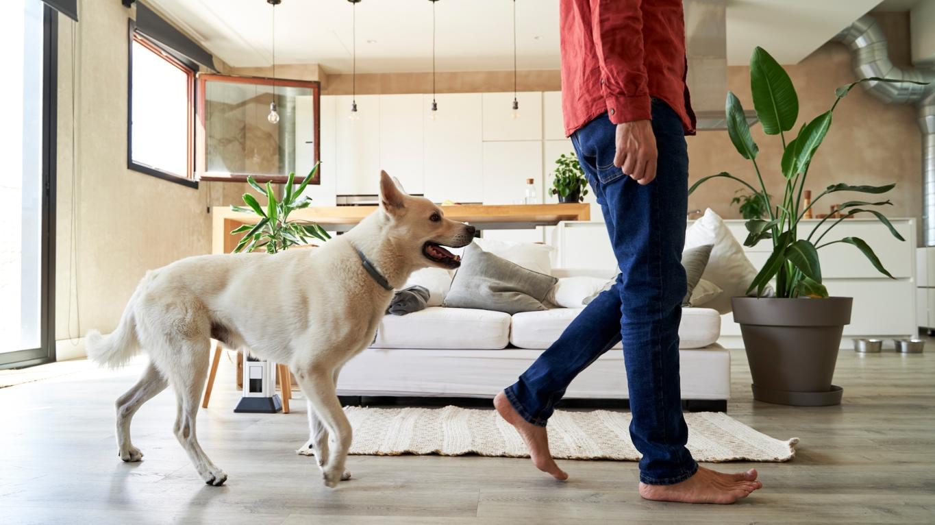 Dog following owner as a separation anxiety concern