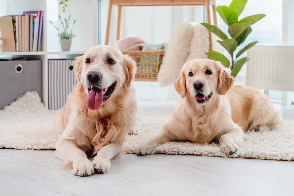 Two dogs together while discussing separation anxiety myths
