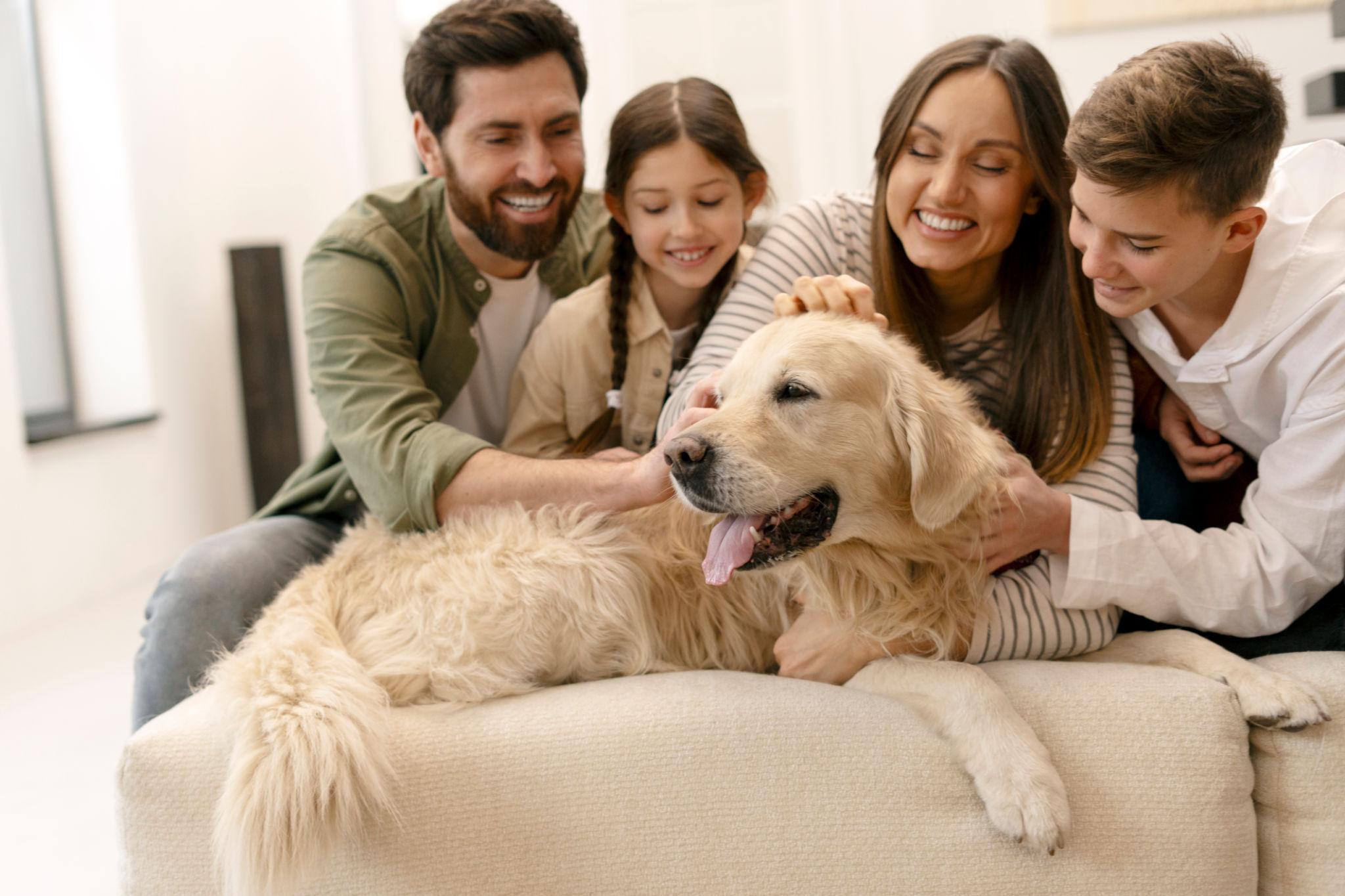 Rescue dog resting indoors during separation anxiety discussion