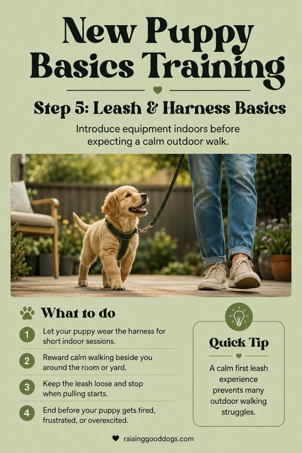 A puppy wears a harness and walks on a loose leash beside its owner during early leash training.