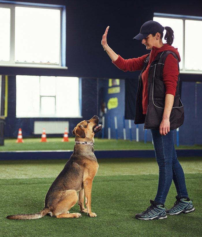 Dog practicing obedience commands