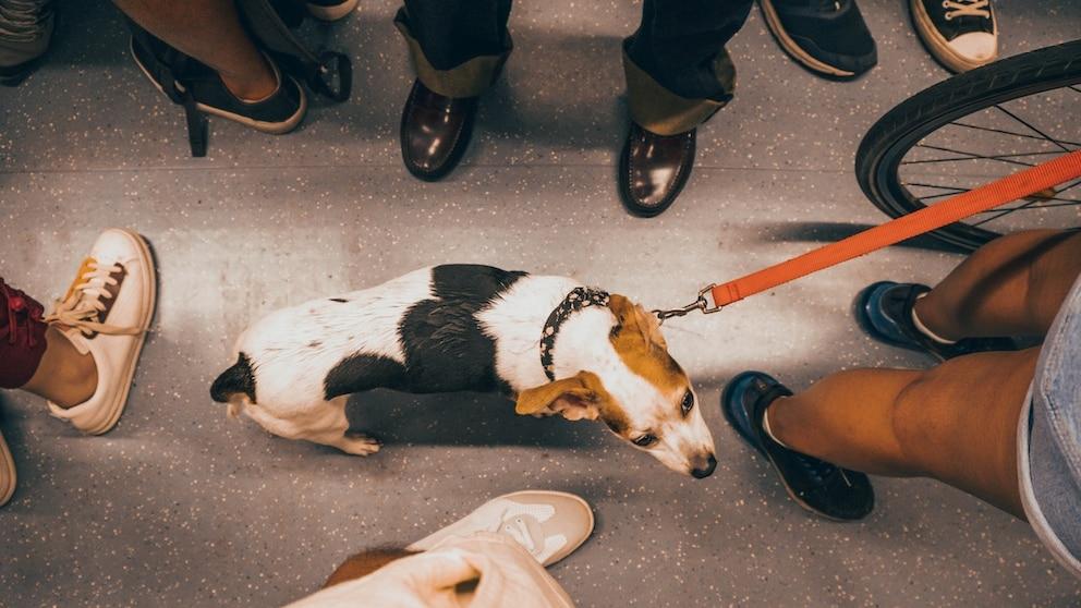 Nervous puppy in a crowded environment