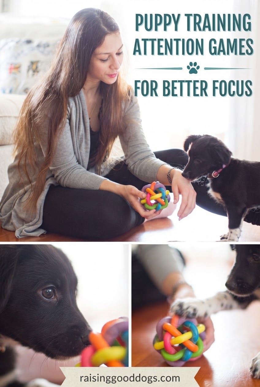 Puppy Training Attention Games For Better Focus
