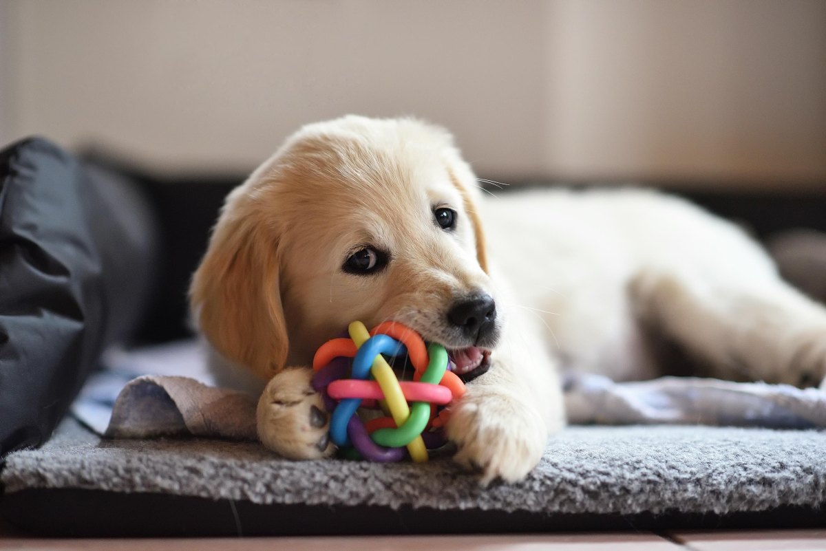 Young puppy playing with toy