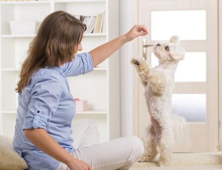 Owner rewarding dog during trick training