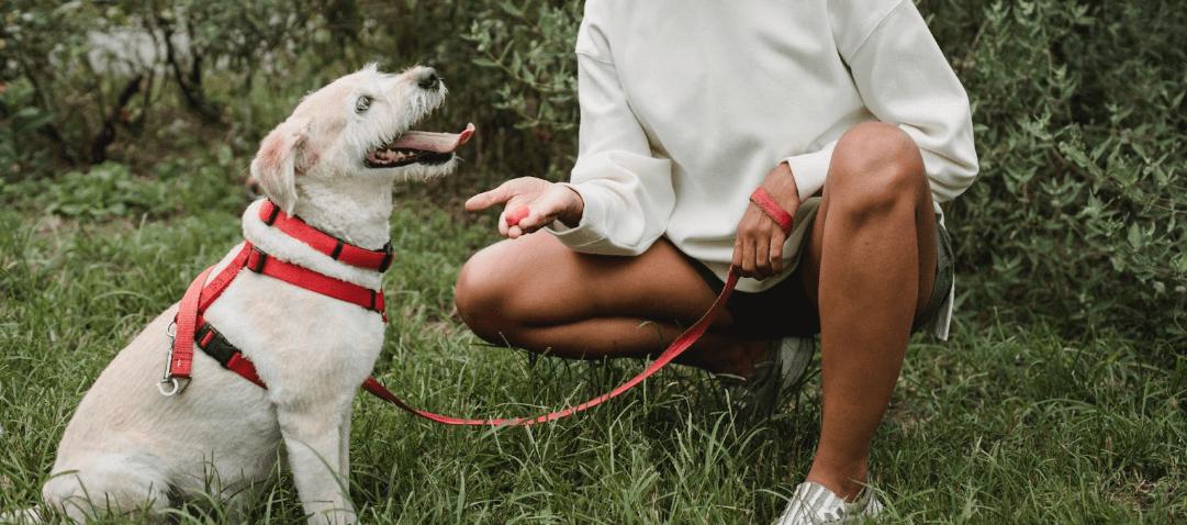 Dog practicing leave it on a walk