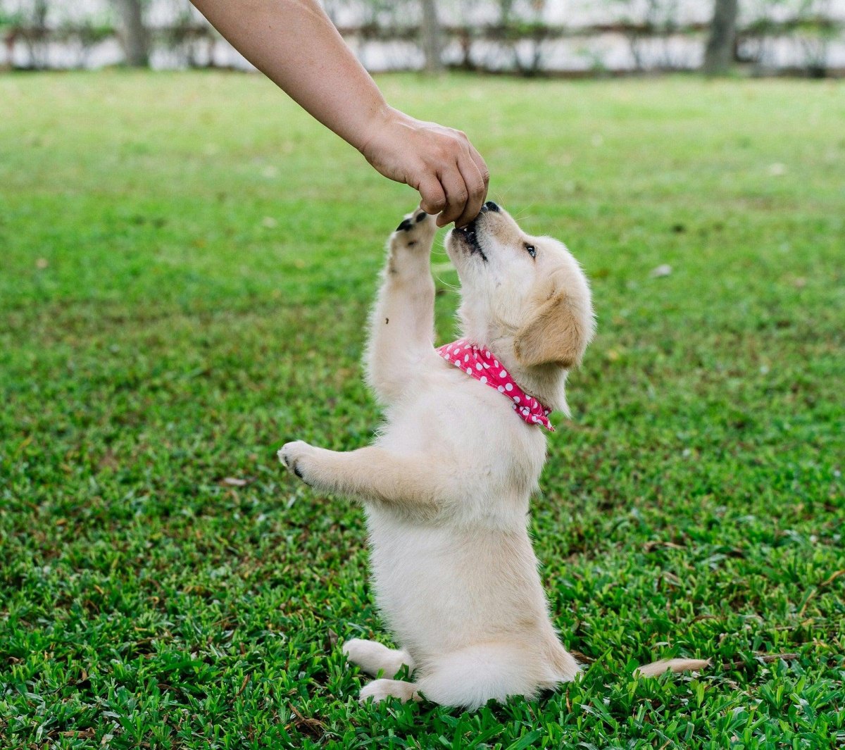 Puppy practicing trick indoors