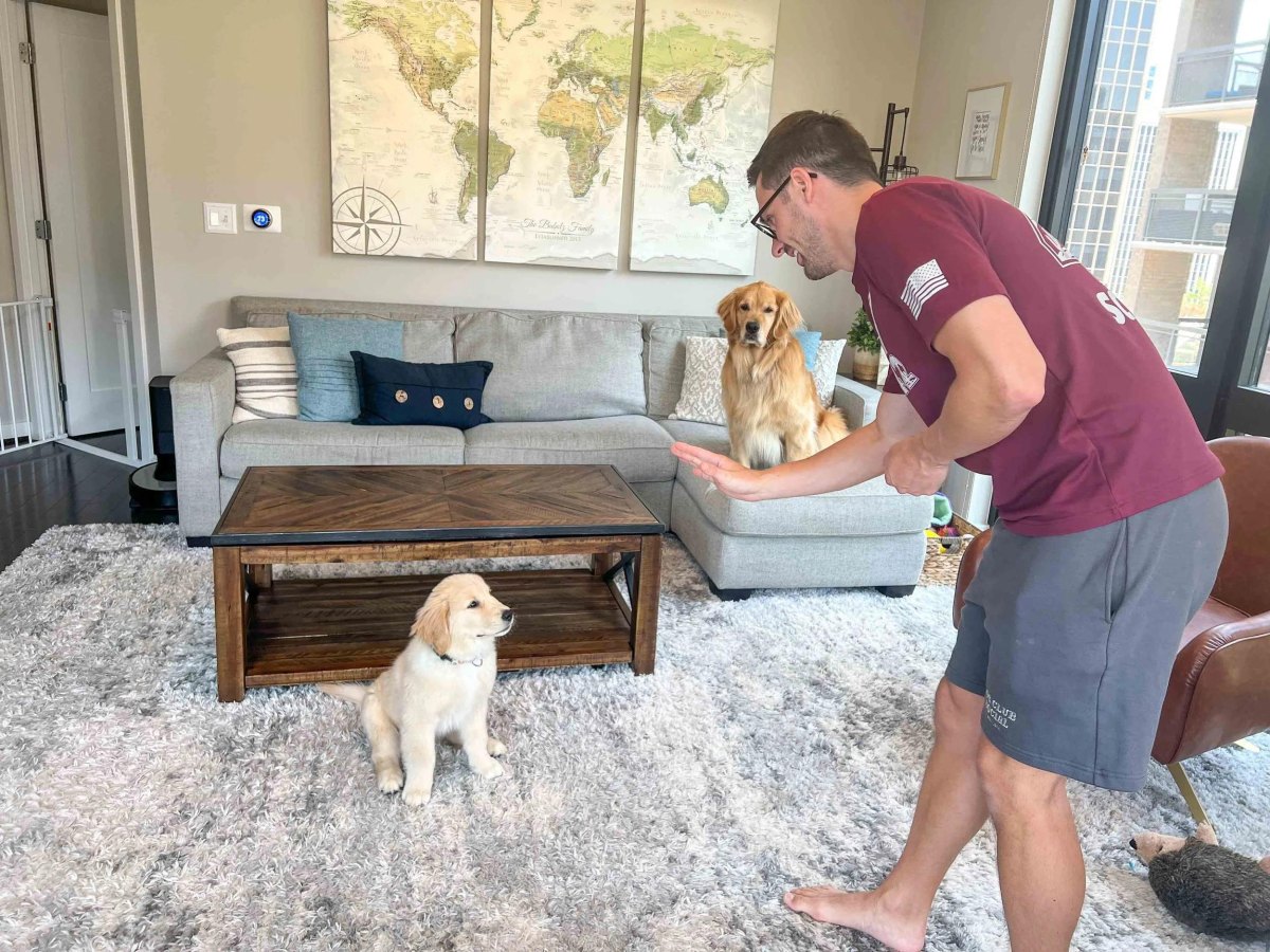 Puppy practicing stay command