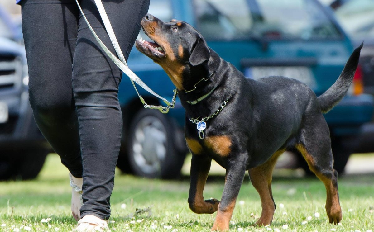 Dog focusing on owner outdoors