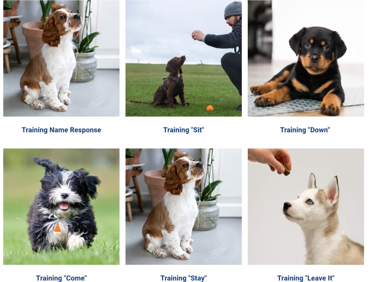 Puppy doing obedience sequence