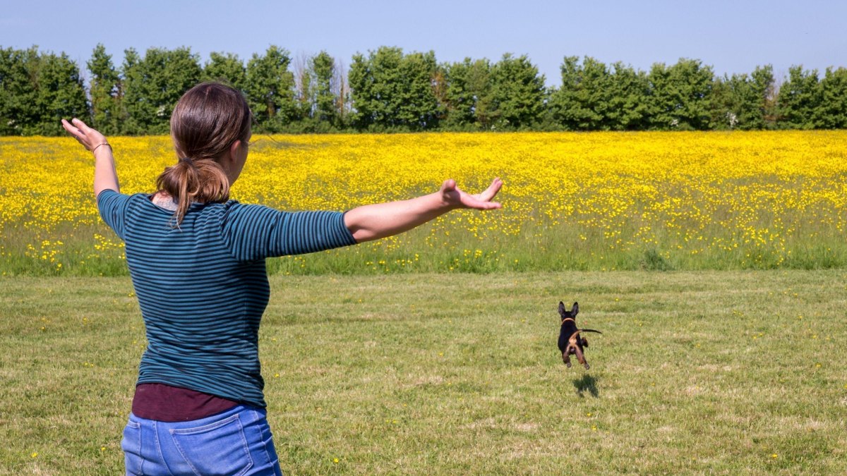 Dog distracted during outdoor training