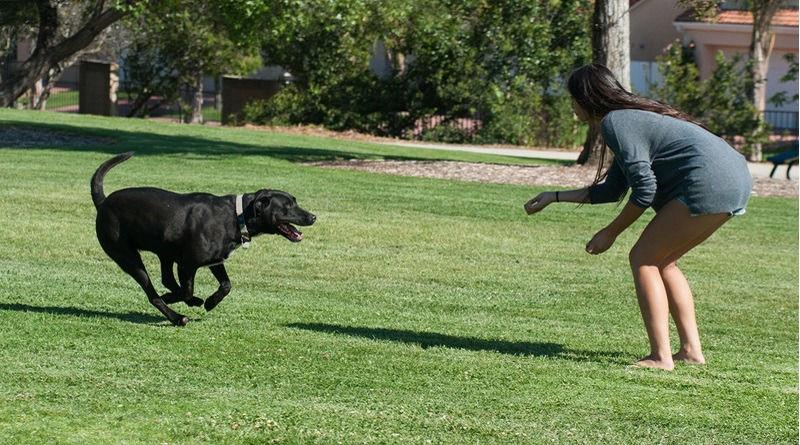 Dog leaving play after recall