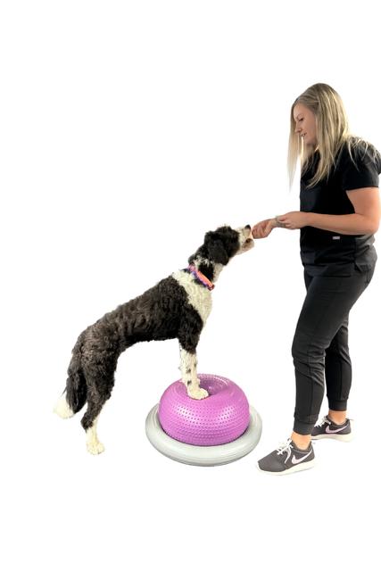 Dog practicing lean back trick