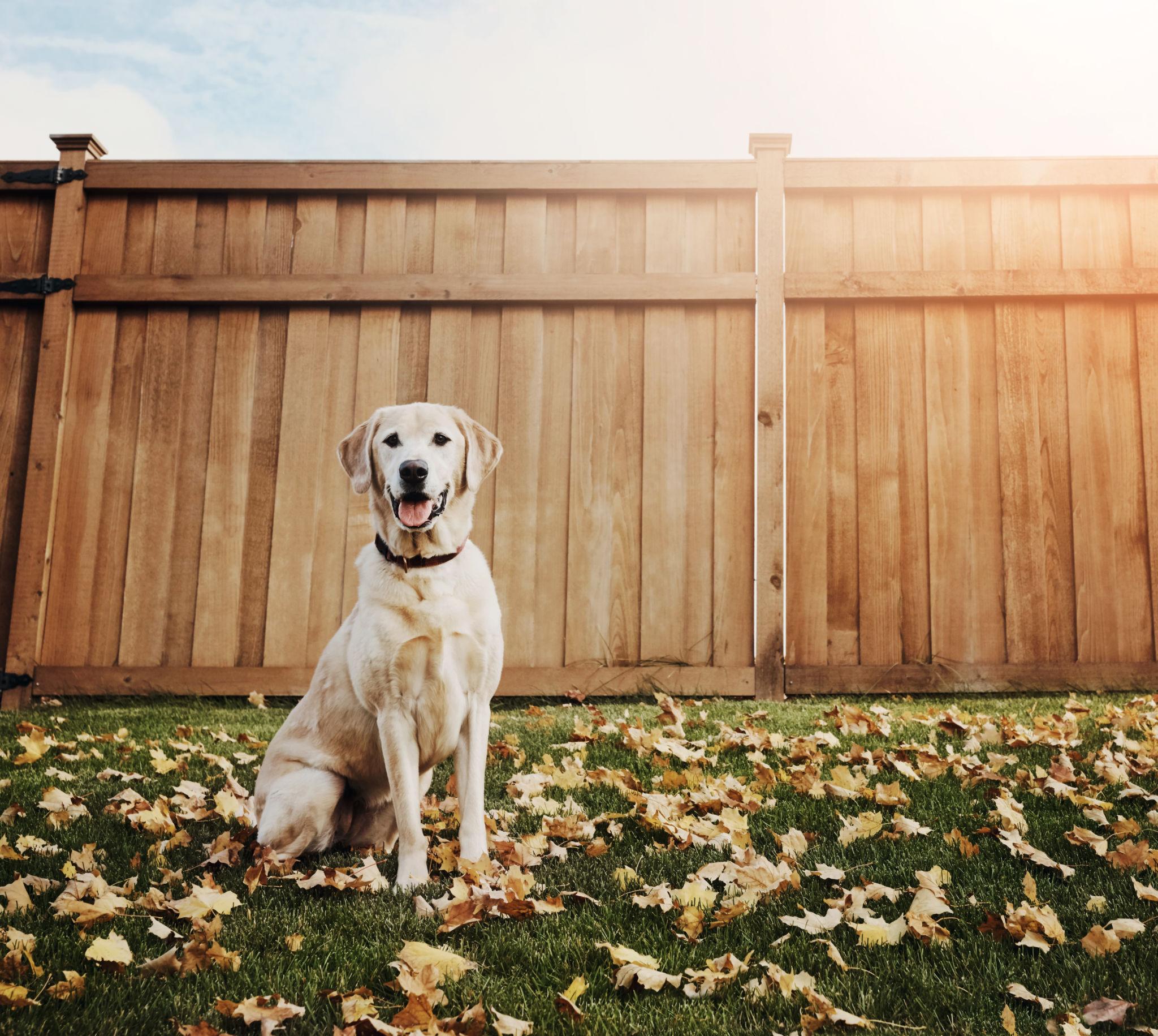 Dog calmly sitting in fenced yard