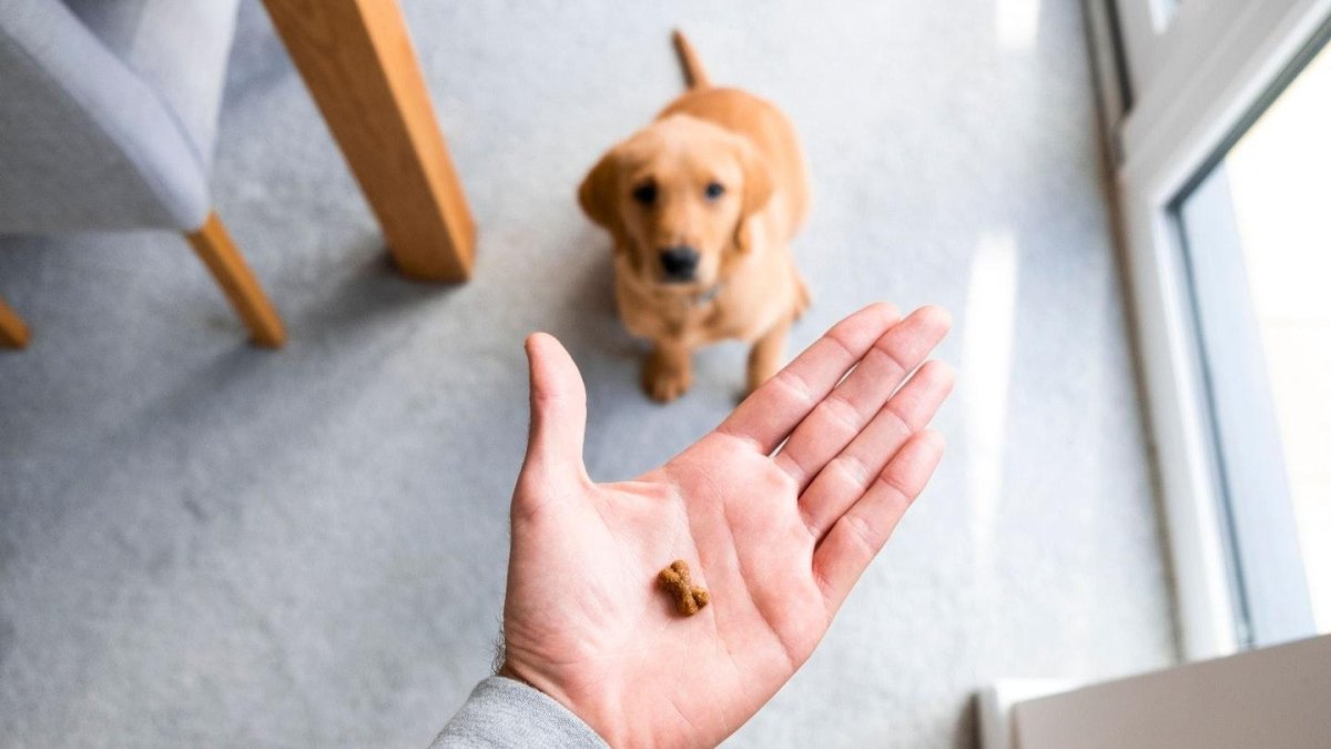 Measured puppy treats portion