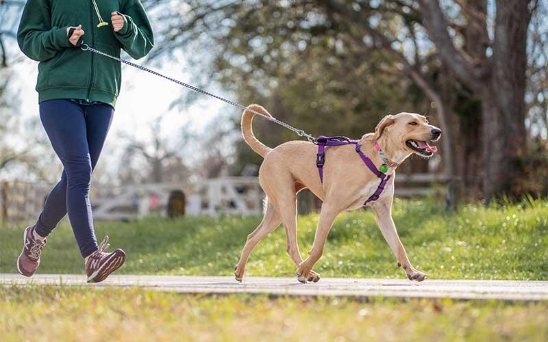 Dog walking outdoors exercise