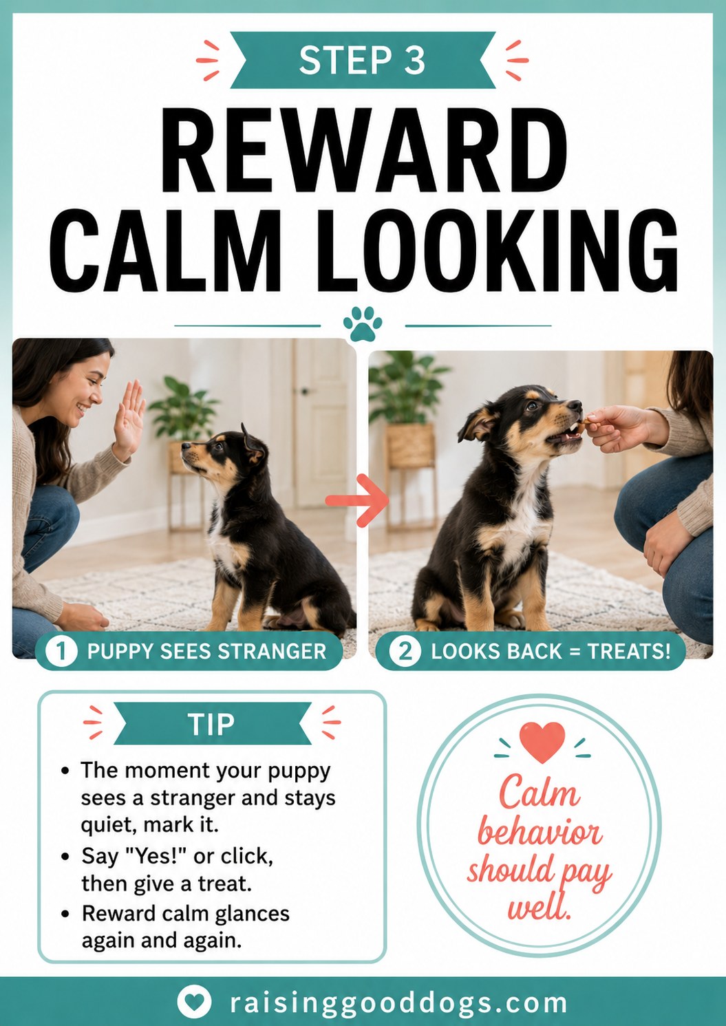 A puppy glances at a stranger and then looks back to its owner to earn a calm-behaviour treat reward