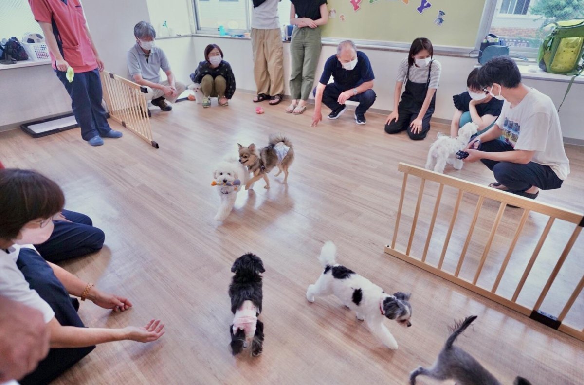 Puppy Socialization Party Ideas for Happy Puppies