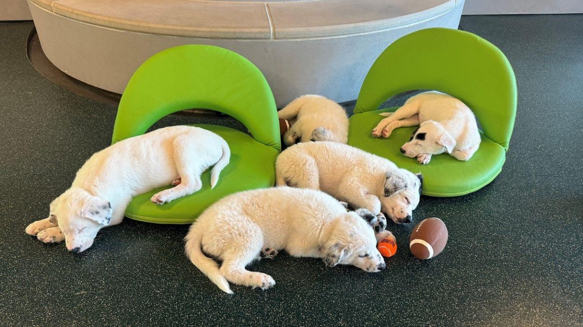 Sleeping puppies resting at a calm party zone