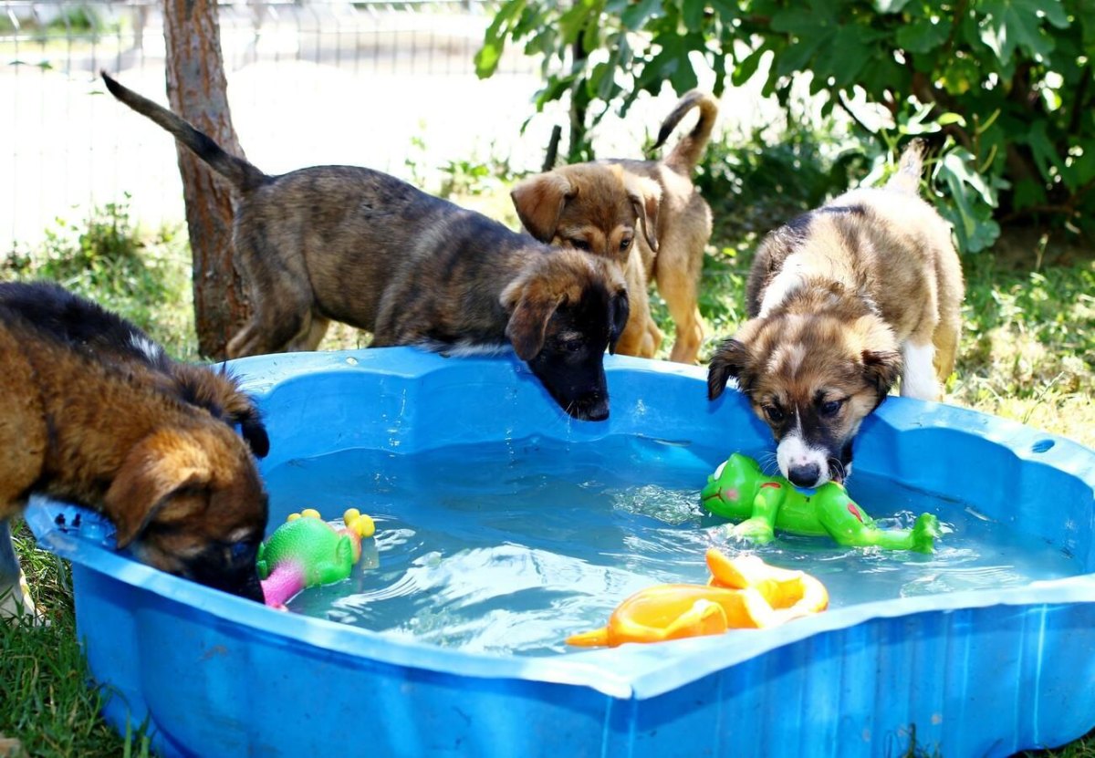 Puppies playing in a shallow splash area