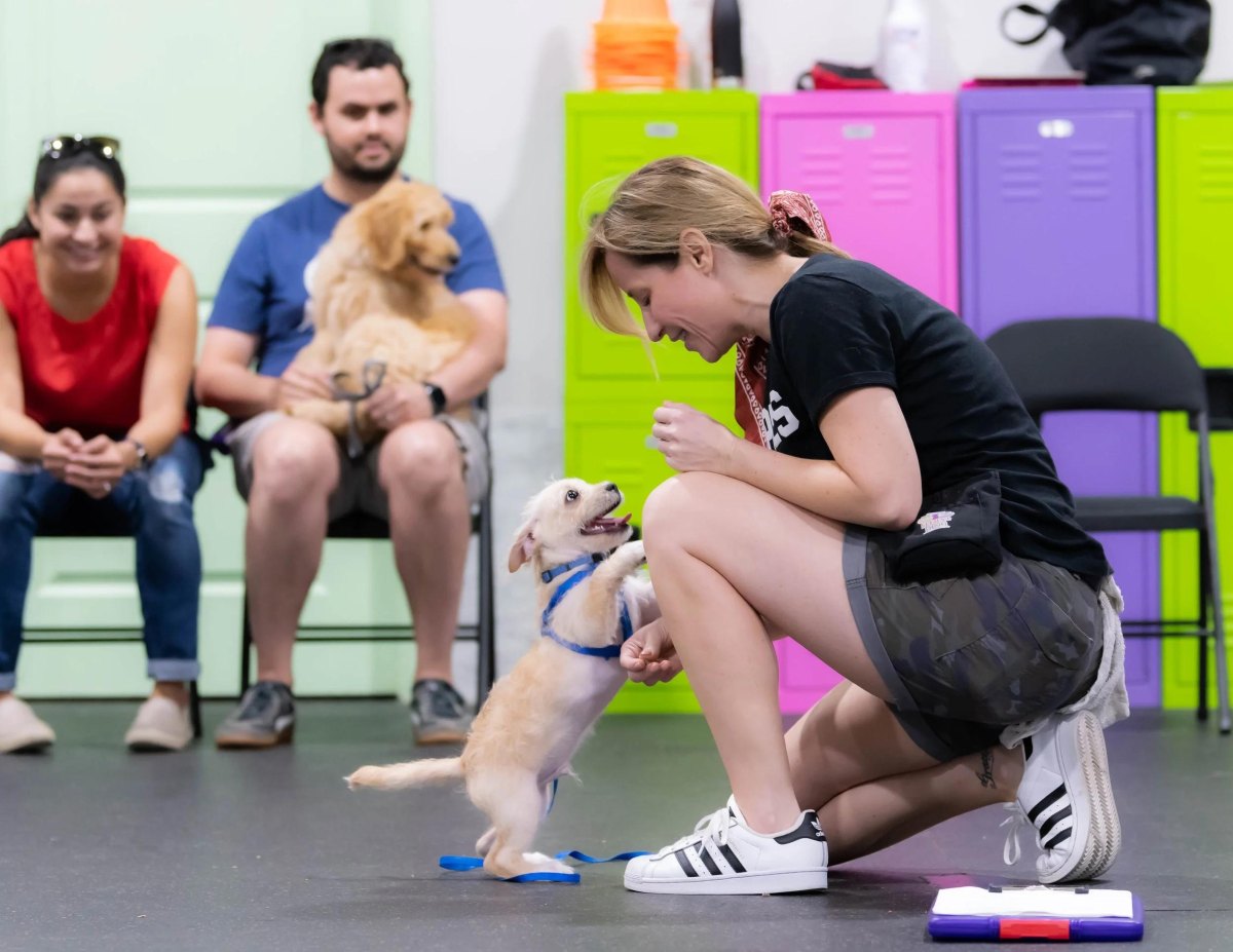Puppies practicing training games together