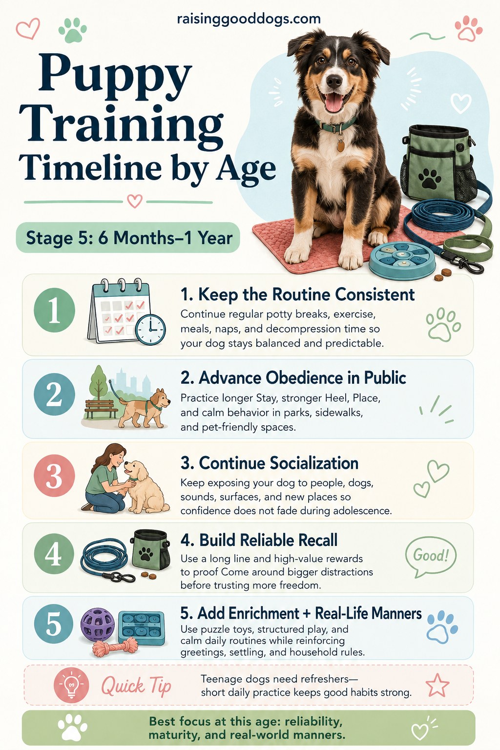 Puppy training timeline stage for six month to one year old dogs building recall and public obedience