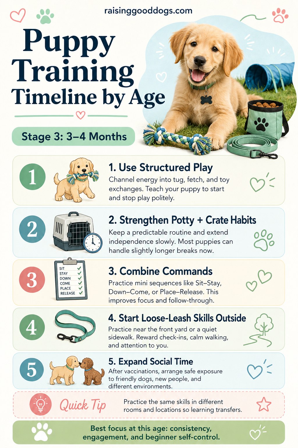 Puppy training timeline stage for three to four month old puppies practicing structured play and commands