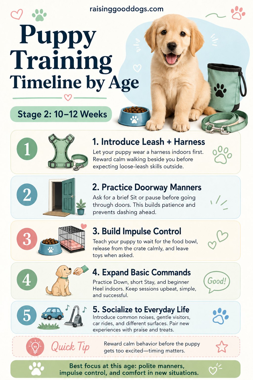 Puppy training timeline stage for ten to twelve week old puppies learning leash, harness, and impulse control