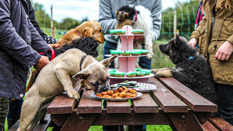 Puppies enjoying treats at a party station
