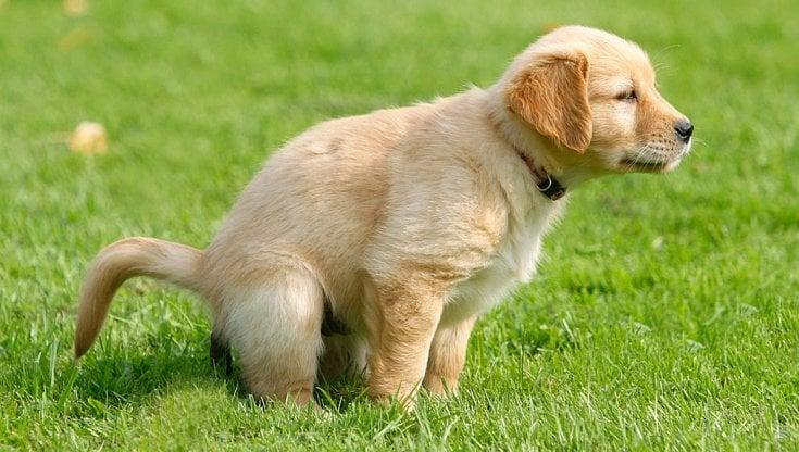 Puppy showing bathroom signals