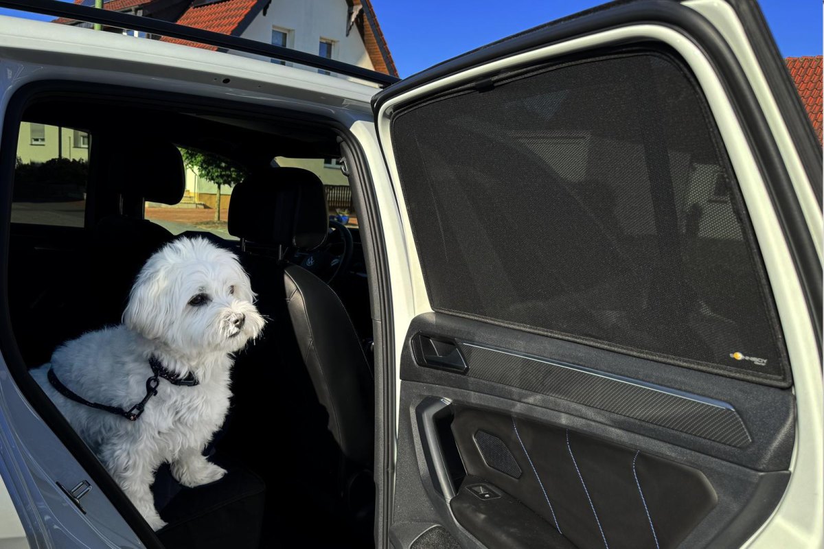 Dog resting calmly during car ride